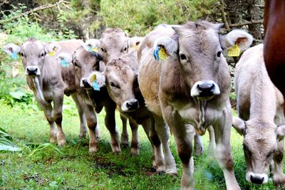 Portrait of cows standing on field