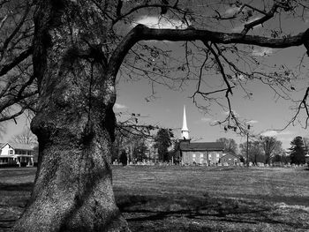 Trees in park against buildings in city