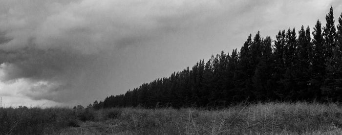 Trees growing on field against sky