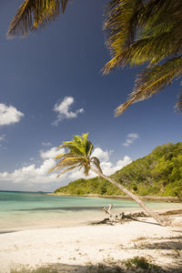 Palm trees on beach against sky