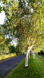 Low section of trees in autumn