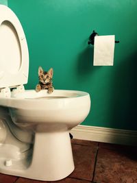 Portrait of kitten hanging on toilet bowl against green wall