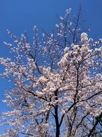 Low angle view of cherry blossom tree