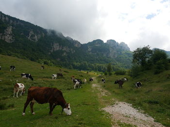 Horses grazing in a field