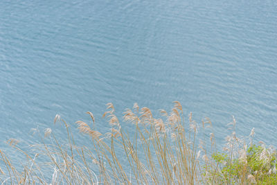 High angle view of grass on beach