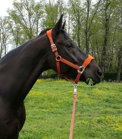 High angle view of horse on grassy field