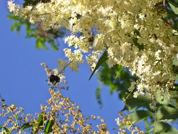 Low angle view of flowers blooming on tree