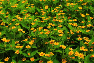 Full frame shot of flowering plants on field
