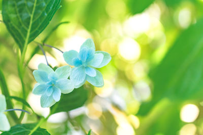 Close-up of flowers blooming outdoors