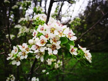 Close-up of white cherry blossoms in spring