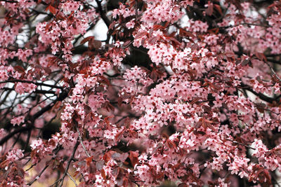 Full frame shot of cherry blossom