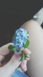 Close-up of hand holding flowers