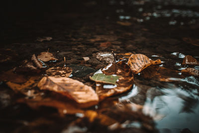 Close-up of dried leaves on water