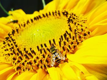Close-up of honey bee on sunflower