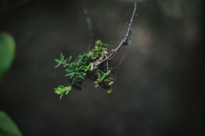 Close-up of plant