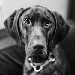 Close-up portrait of dog