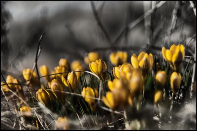 Close-up of yellow flower