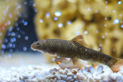 Close-up of fish swimming in aquarium