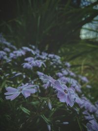 Close-up of flowers