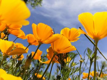 Low angle view of yellow flowering plants on field against sky