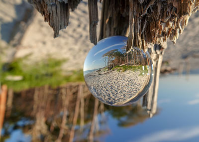 Close-up of crystal ball hanging on tree trunk