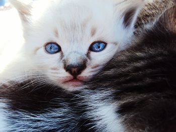 Close-up of domestic cat 