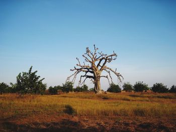Bare trees on field against blue sky
