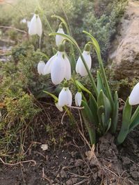 Close-up of white flowering plants on field