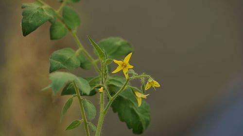 Close-up of flowering plant