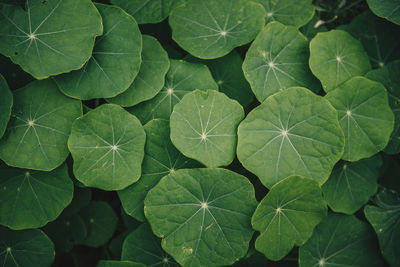 High angle view of green leaves