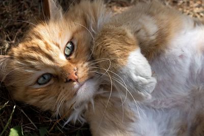 Close-up of a cat