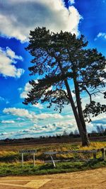 Tree against sky