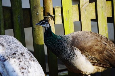 Side view of a peacock