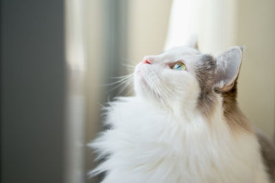 Close-up of a cat looking up