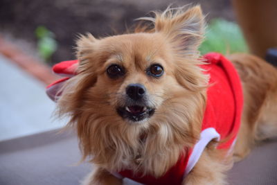 Close-up portrait of dog