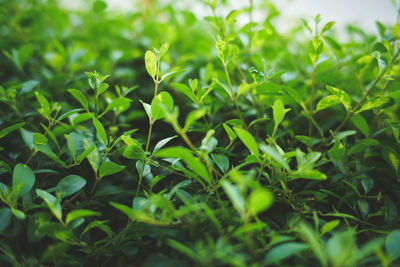 Close-up of fresh green plant in field