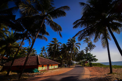 Low angle view of palm trees against sky