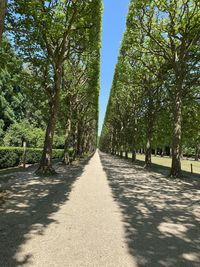 Road amidst trees against sky