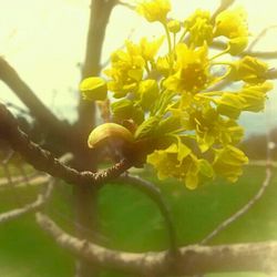 Close-up of yellow flower