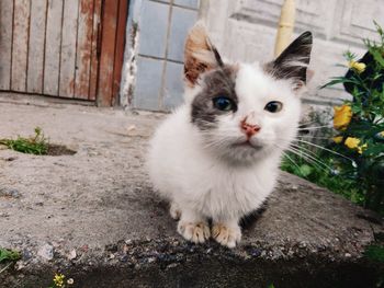 Close-up of cat