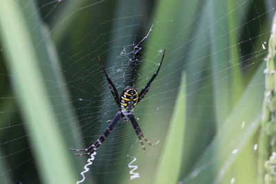 Close-up of spider on web