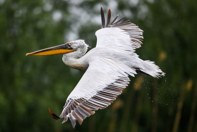 Close-up of bird flying, pelikan