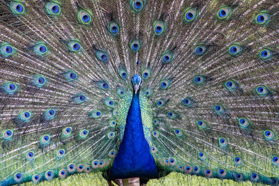 Full frame shot of peacock