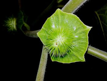 Close-up of plant against black background