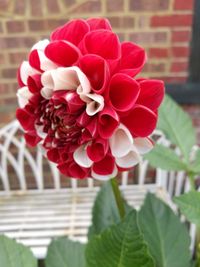 Close-up of red rose blooming outdoors