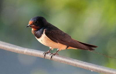 Close-up of bird perching on branch