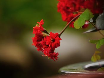 Close-up of red flowering plant