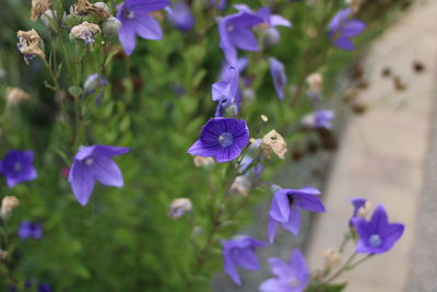 Close-up of purple flowers