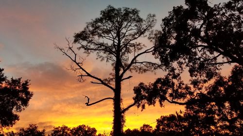 Low angle view of silhouette trees against sky during sunset