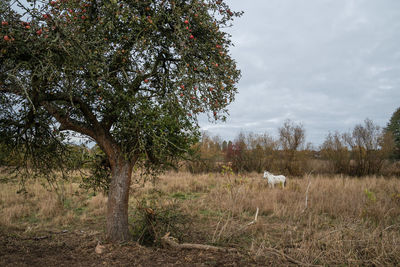 Trees on field against sky